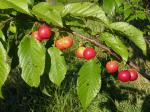 Prunus hortulana Bailey