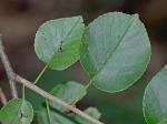 Prunus mahaleb L.