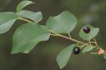 Prunus mahaleb L.