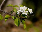 Prunus mahaleb L.
