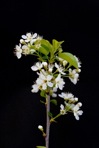 Prunus mahaleb L.