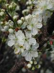 Prunus maritima Marshall