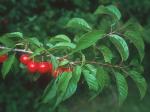 Prunus munsoniana W. Wight & Hedrick