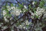 Prunus nigra Aiton