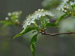 Prunus pensylvanica L.f.