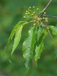Prunus pensylvanica L.f.