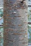 Prunus pensylvanica L.f.