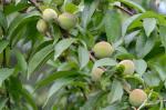 Prunus persica (L.) Batsch