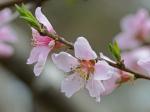 Prunus persica (L.) Batsch