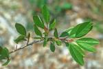 Prunus susquehanae Hort. ex Willd.