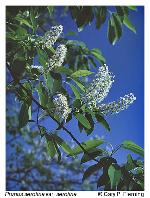 Prunus serotina Ehrhart ssp. serotina