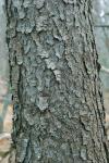 Prunus serotina Ehrhart ssp. serotina