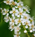 Prunus serotina Ehrhart ssp. serotina
