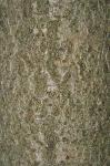 Prunus subhirtella Miq.