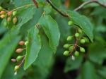 Prunus virginiana L. var. virginiana