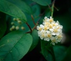 Prunus virginiana L. var. virginiana