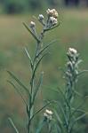 Pseudognaphalium macounii (Greene) Kartesz