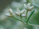 Pseudognaphalium obtusifolium (L.) Hilliard & Burtt