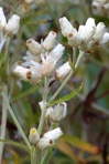Pseudognaphalium obtusifolium (L.) Hilliard & Burtt