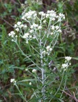 Pseudognaphalium obtusifolium (L.) Hilliard & Burtt