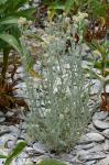 Pseudognaphalium stramineum (Kunth) W.A. Weber