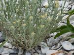 Pseudognaphalium stramineum (Kunth) W.A. Weber