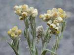 Pseudognaphalium stramineum (Kunth) W.A. Weber