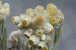 Pseudognaphalium stramineum (Kunth) W.A. Weber