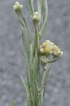 Pseudognaphalium stramineum (Kunth) W.A. Weber