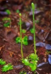 Pseudolycopodiella caroliniana (L.) Holub
