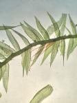 Pseudotaxiphyllum distichaceum (Mitt.) Z. Iwats.