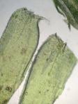 Pseudotaxiphyllum distichaceum (Mitt.) Z. Iwats.