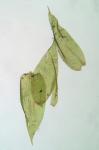Pseudotaxiphyllum elegans (Brid.) Z. Iwats.