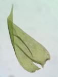 Pseudotaxiphyllum elegans (Brid.) Z. Iwats.