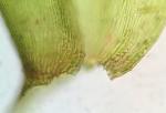 Pseudotaxiphyllum elegans (Brid.) Z. Iwats.