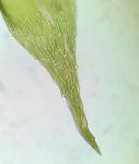 Pseudotaxiphyllum elegans (Brid.) Z. Iwats.