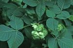 Ptelea trifoliata L. var. trifoliata