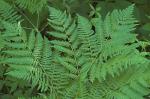 Pteridium aquilinum (L.) Kuhn ssp. latiusculum (Desv.) Hulten
