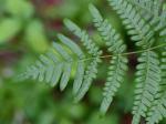 Pteridium aquilinum (L.) Kuhn ssp. latiusculum (Desv.) Hulten