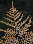 Pteridium aquilinum (L.) Kuhn ssp. pseudocaudatum (Clute) Hulten