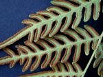 Pteridium aquilinum (L.) Kuhn ssp. pseudocaudatum (Clute) Hulten