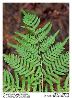 Pteridium aquilinum (L.) Kuhn ssp. pseudocaudatum (Clute) Hulten