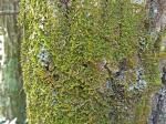 Ptilidium pulcherrimum (Weber) Vain.