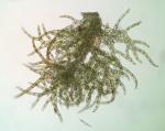 Ptilidium pulcherrimum (Weber) Vain.