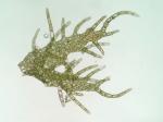 Ptilidium pulcherrimum (Weber) Vain.
