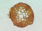 Ptilidium pulcherrimum (Weber) Vain.