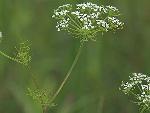 Ptilimnium capillaceum (Michx.) Raf.