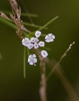 Ptilimnium capillaceum (Michx.) Raf.