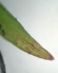 Ptychomitrium incurvum (Schwägr.) Spruce 