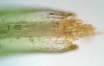 Ptychomitrium incurvum (Schwägr.) Spruce 
